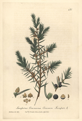 Illustration for article titled Climb up the pine tree of pleasure: Gin
